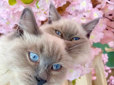 pkp-cat-cafe-pet-grooming-for-sale-3