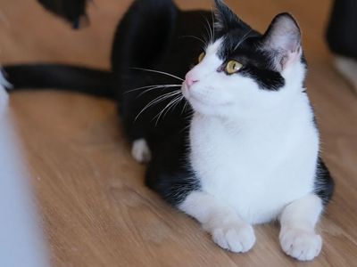 pkp-cat-cafe-pet-grooming-for-sale-5