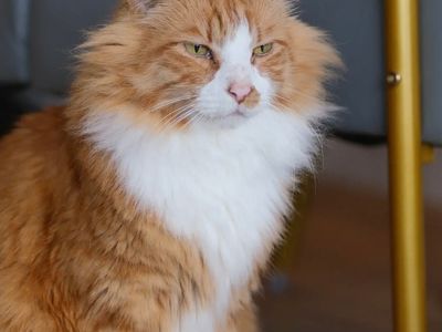 pkp-cat-cafe-pet-grooming-for-sale-4