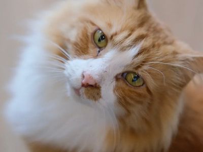 pkp-cat-cafe-pet-grooming-for-sale-2