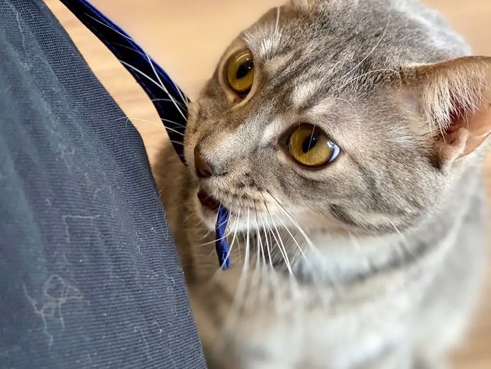 pkp-cat-cafe-pet-grooming-for-sale-1