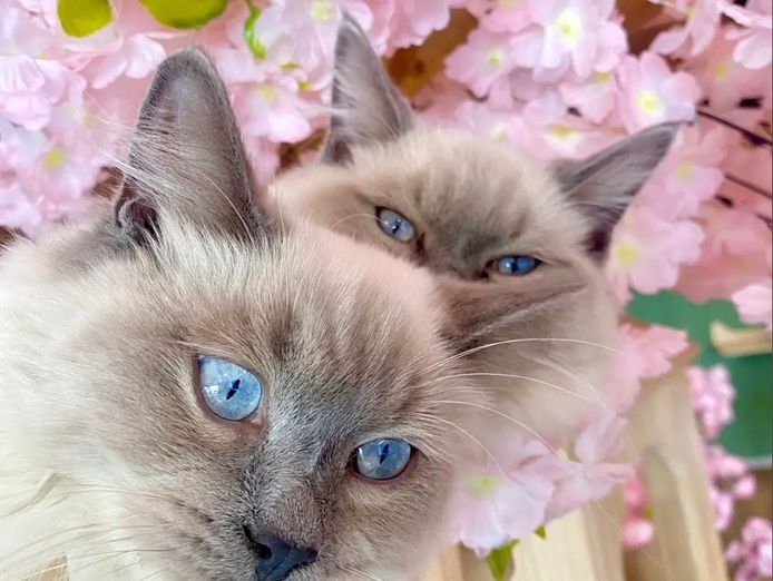 pkp-cat-cafe-pet-grooming-for-sale-3