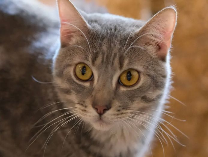 pkp-cat-cafe-pet-grooming-for-sale-0