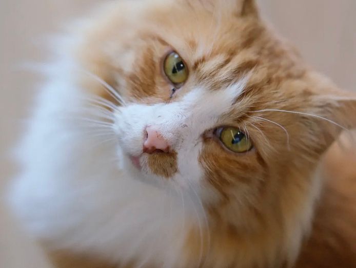 pkp-cat-cafe-pet-grooming-for-sale-2