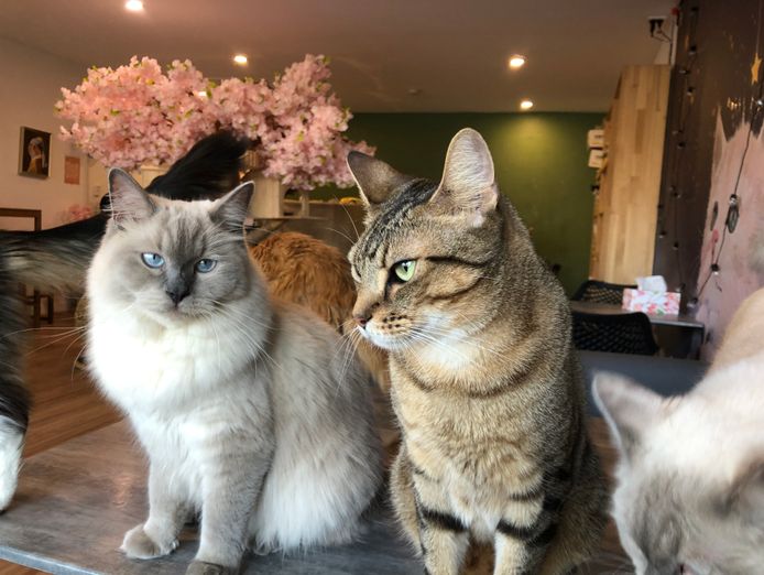 pkp-cat-cafe-pet-grooming-for-sale-6