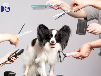 extremely-popular-dog-grooming-business-for-sale-gold-coast-0