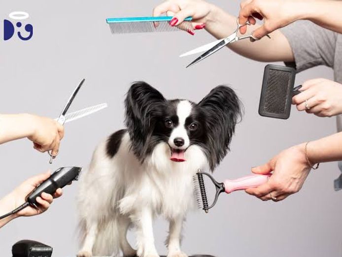extremely-popular-dog-grooming-business-for-sale-gold-coast-0
