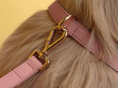 design-led-dog-accessories-brand-4