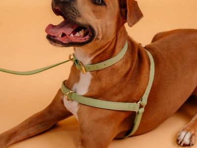 design-led-dog-accessories-brand-8