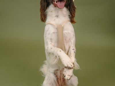 design-led-dog-accessories-brand-3