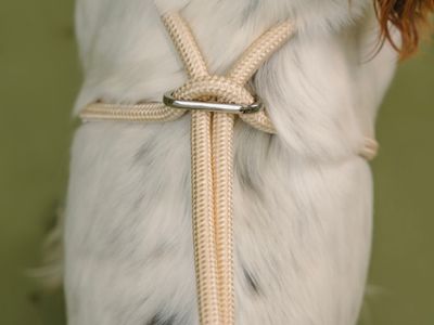 design-led-dog-accessories-brand-5