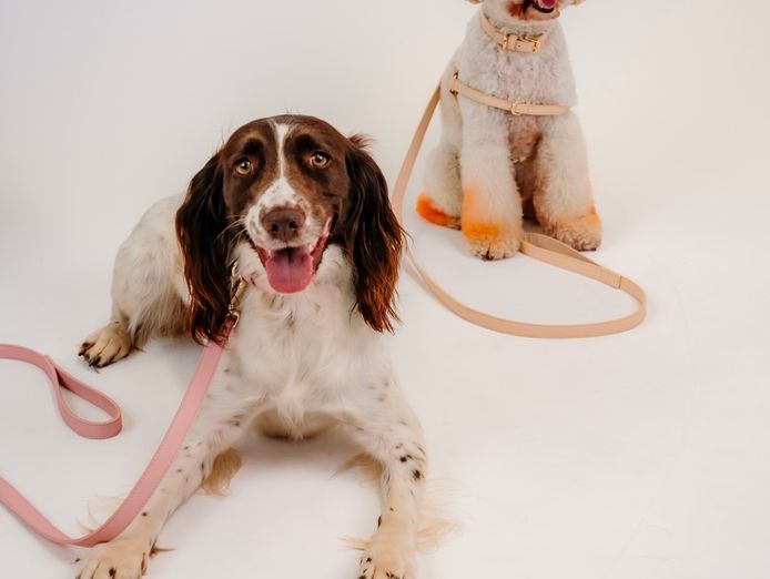 design-led-dog-accessories-brand-1