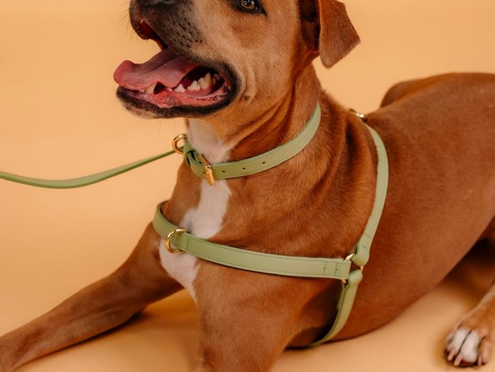 design-led-dog-accessories-brand-8