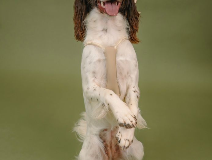 design-led-dog-accessories-brand-3