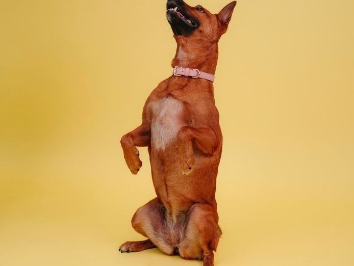 design-led-dog-accessories-brand-0
