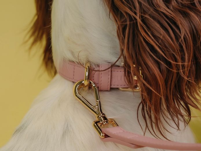 design-led-dog-accessories-brand-2
