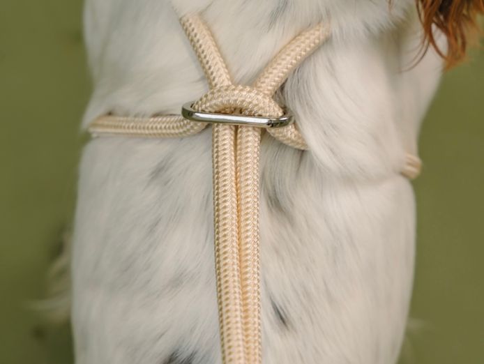 design-led-dog-accessories-brand-5