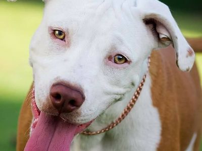 pet-business-for-sale-1
