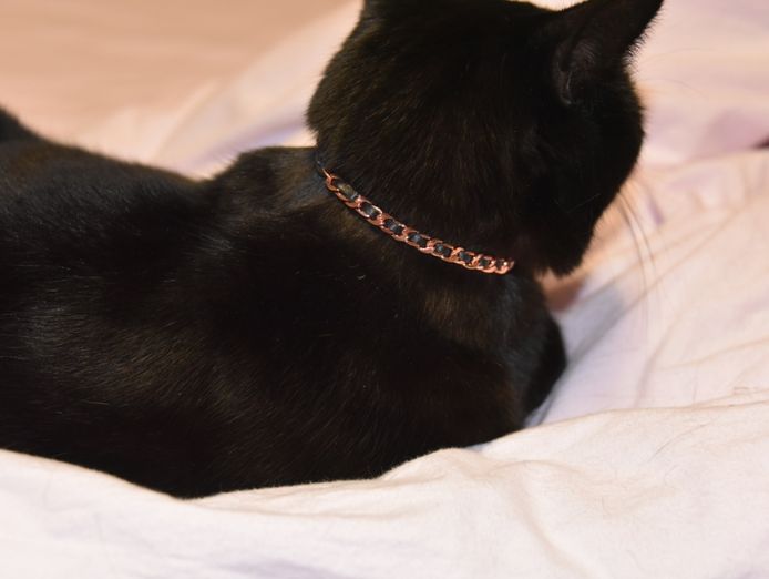 pet-business-for-sale-2