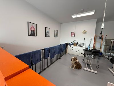 profitable-dog-grooming-business-for-sale-7