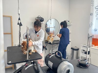 profitable-dog-grooming-business-for-sale-8