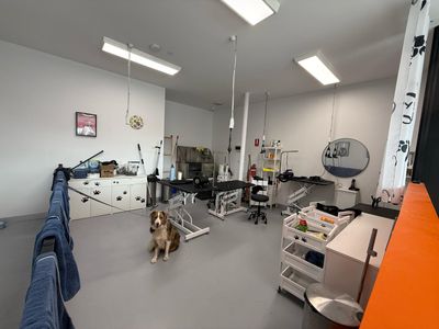 profitable-dog-grooming-business-for-sale-4