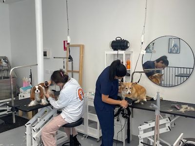 profitable-dog-grooming-business-for-sale-0
