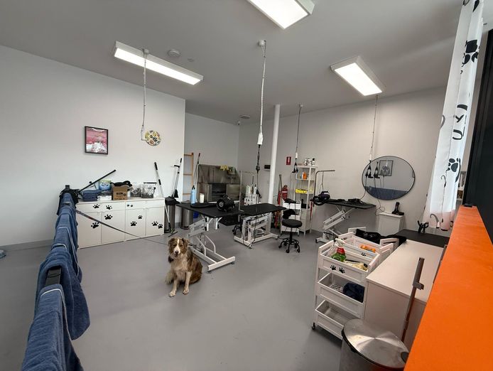 profitable-dog-grooming-business-for-sale-4