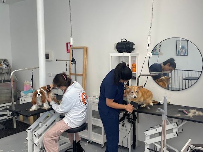 profitable-dog-grooming-business-for-sale-0