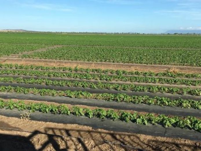 agricultural-plastic-recovery-and-recycling-1