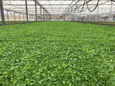 profitable-horticultural-business-proprietary-products-ip-1