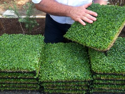 profitable-horticultural-business-proprietary-products-ip-0