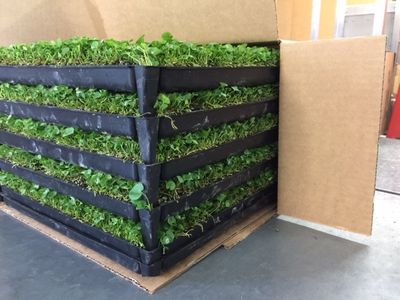 profitable-horticultural-business-proprietary-products-ip-3