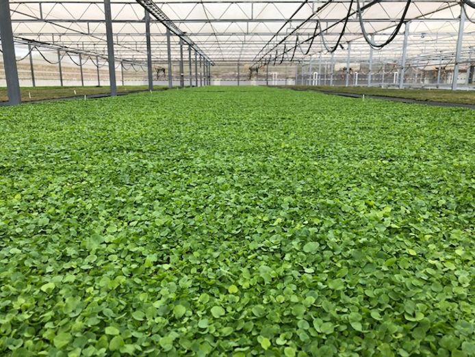 profitable-horticultural-business-proprietary-products-ip-1