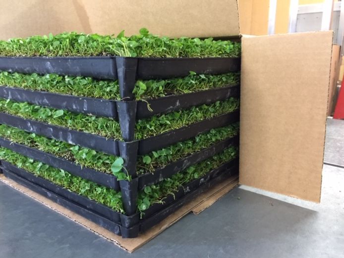 profitable-horticultural-business-proprietary-products-ip-3