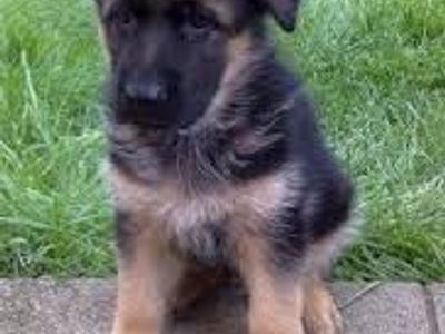 puppy-and-dog-training-7