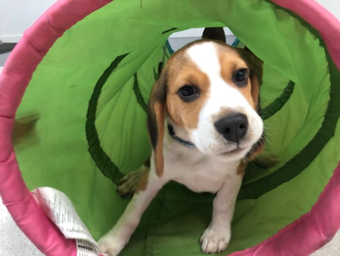 puppy-and-dog-training-5