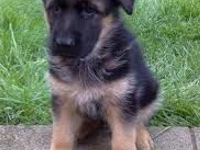puppy-and-dog-training-7