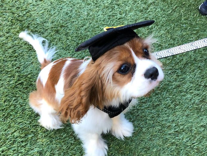 puppy-and-dog-training-8