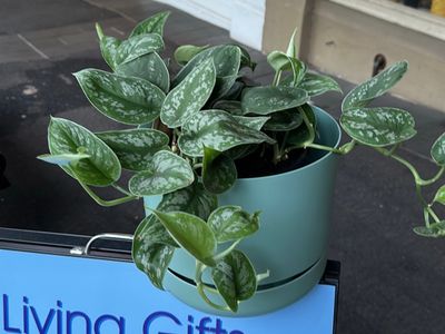 for-sale-indoor-plant-gift-shop-in-prime-bendigo-location-4