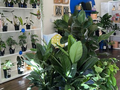 for-sale-indoor-plant-gift-shop-in-prime-bendigo-location-1