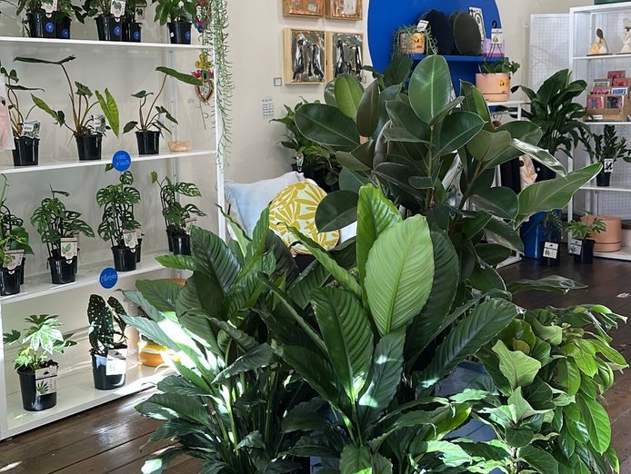 for-sale-indoor-plant-gift-shop-in-prime-bendigo-location-1