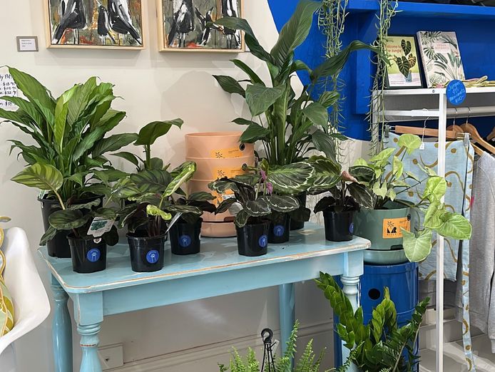 for-sale-indoor-plant-gift-shop-in-prime-bendigo-location-2