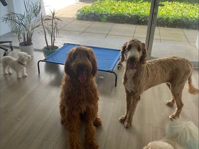 dog-grooming-1