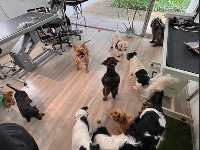 dog-grooming-2