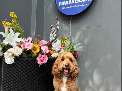 dog-grooming-5