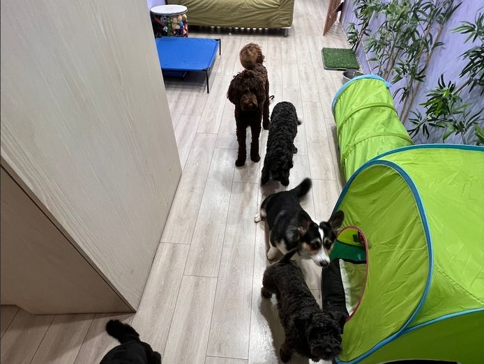 dog-grooming-4