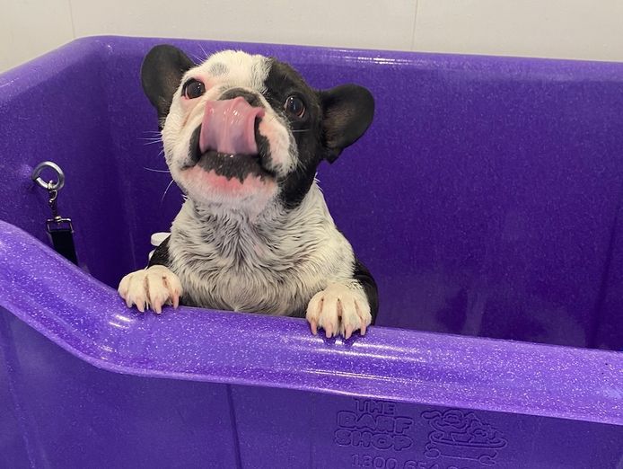 dog-grooming-3