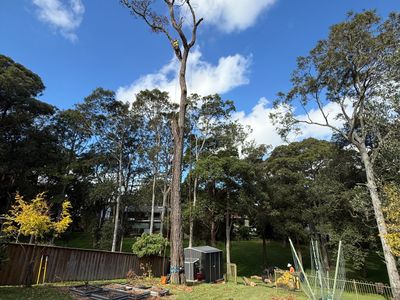 turnkey-tree-service-business-great-clients-solid-profits-large-growth-update-1
