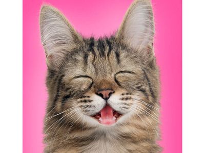 resale-greeting-card-franchise-25-current-shops-selling-under-stock-price-3